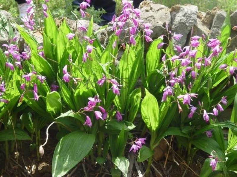 【AG亚娱集团官方】临沂临港经济开发区建设生态先行(图2) AG亚娱集团