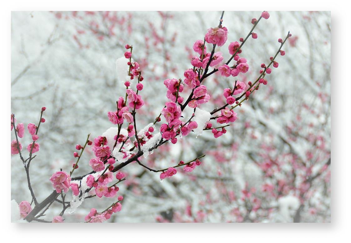 大蒜价格多少钱一斤?大蒜的种植技巧有哪些?:AG亚娱集团官方(图1) ag亚娱官网